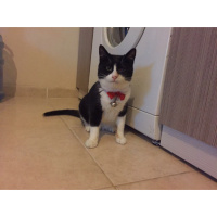 Tekir Kedi, Kedi  Vanilya fotoğrafı