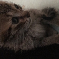 Tekir Kedi, Kedi  Vanilya fotoğrafı