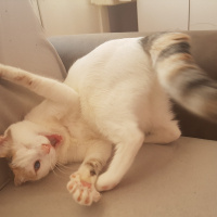 Tekir Kedi, Kedi  lokum fotoğrafı