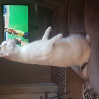 Tekir Kedi, Kedi  lokum fotoğrafı