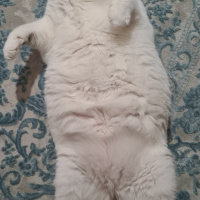 Tekir Kedi, Kedi  lokum fotoğrafı