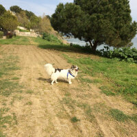 Border Collie, Köpek  Ülkü fotoğrafı