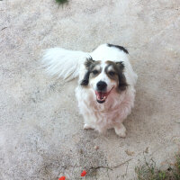 Border Collie, Köpek  Ülkü fotoğrafı