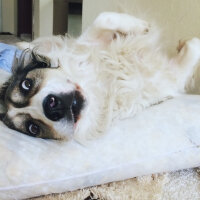 Border Collie, Köpek  Ülkü fotoğrafı