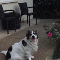 Border Collie, Köpek  Ülkü fotoğrafı