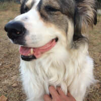 Border Collie, Köpek  Ülkü fotoğrafı