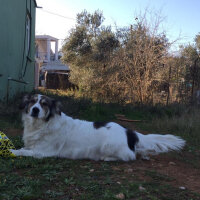 Border Collie, Köpek  Ülkü fotoğrafı