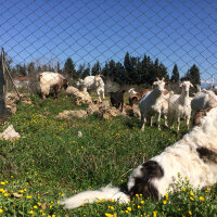 Border Collie, Köpek  Ülkü fotoğrafı