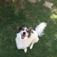 Border Collie, Köpek  Ülkü fotoğrafı