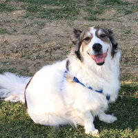 Border Collie, Köpek  Ülkü fotoğrafı