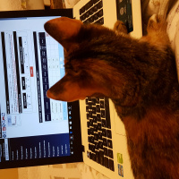 Tekir Kedi, Kedi  Kızım fotoğrafı