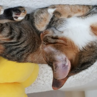 Tekir Kedi, Kedi  Kızım fotoğrafı