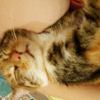 Tekir Kedi, Kedi  Kızım fotoğrafı
