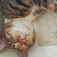 Tekir Kedi, Kedi  Kızım fotoğrafı