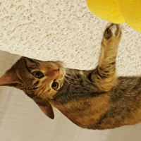 Tekir Kedi, Kedi  Kızım fotoğrafı