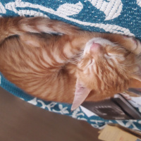 Tekir Kedi, Kedi  Poyraz - Karneli aşılı- kg bilmiyorum fotoğrafı