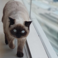 Siyam Kedisi, Kedi  Mia fotoğrafı