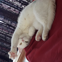 Ankara Kedisi, Kedi  Pamuk fotoğrafı