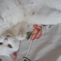 Ankara Kedisi, Kedi  Pamuk fotoğrafı