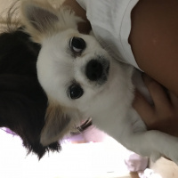 Chihuahua, Köpek  Luke fotoğrafı