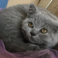 British Shorthair, Kedi  Ponçik fotoğrafı