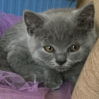 British Shorthair, Kedi  Ponçik fotoğrafı