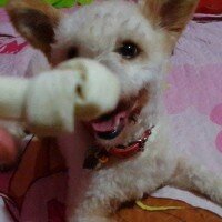 Maltese, Köpek  Romeo fotoğrafı