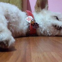 Maltese, Köpek  Romeo fotoğrafı