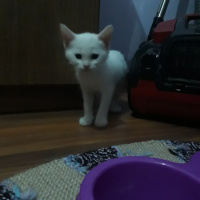Tekir Kedi, Kedi  Sultan fotoğrafı