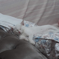 Tekir Kedi, Kedi  Sultan fotoğrafı