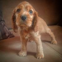 İngiliz Cocker Spaniel, Köpek  çaki fotoğrafı