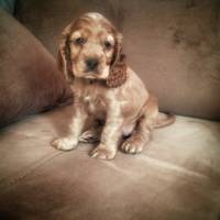 İngiliz Cocker Spaniel, Köpek  çaki fotoğrafı