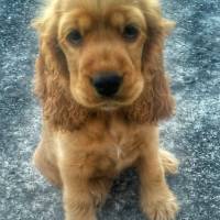 İngiliz Cocker Spaniel, Köpek  çaki fotoğrafı