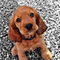 İngiliz Cocker Spaniel, Köpek  çaki fotoğrafı