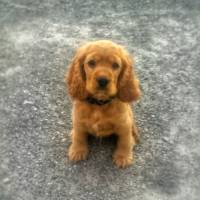 İngiliz Cocker Spaniel, Köpek  çaki fotoğrafı