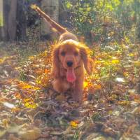 İngiliz Cocker Spaniel, Köpek  çaki fotoğrafı