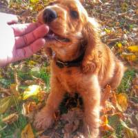 İngiliz Cocker Spaniel, Köpek  çaki fotoğrafı