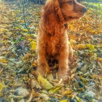 İngiliz Cocker Spaniel, Köpek  çaki fotoğrafı