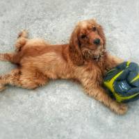 İngiliz Cocker Spaniel, Köpek  çaki fotoğrafı