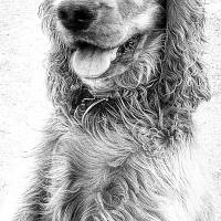 İngiliz Cocker Spaniel, Köpek  çaki fotoğrafı