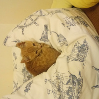 Tekir Kedi, Kedi  Güneş fotoğrafı