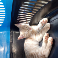Tekir Kedi, Kedi  Güneş fotoğrafı