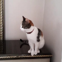 Tekir Kedi, Kedi  Mia fotoğrafı