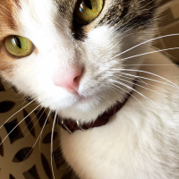 Tekir Kedi, Kedi  Mia fotoğrafı