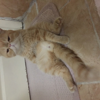 Exotic Shorthair, Kedi  Behlül fotoğrafı
