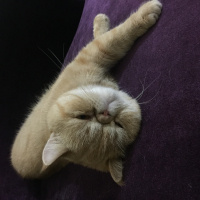 Exotic Shorthair, Kedi  Behlül fotoğrafı