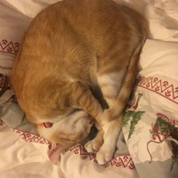 Tekir Kedi, Kedi  Tosbik fotoğrafı