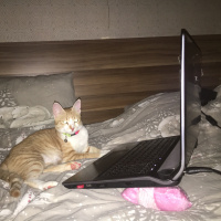 Tekir Kedi, Kedi  Tosbik fotoğrafı