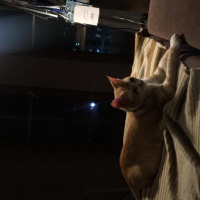Tekir Kedi, Kedi  Tosbik fotoğrafı