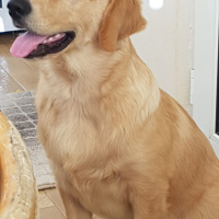 Golden Retriever, Köpek  lex fotoğrafı